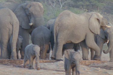 MWS mother and calf elephant drinking at waterhole, panning to the pack of young and adult elephants running in across waters edge in background