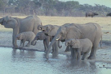 Two calves run to join herd at water hole