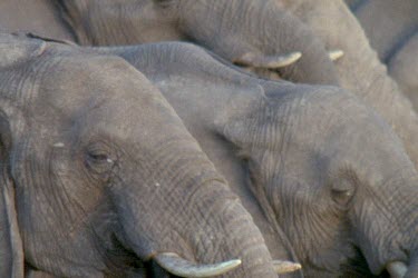 group drinking at water hole