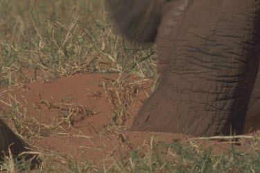 *mother and calf wade into water but calf nearly drowns till mother rescues it. Calf sticks close to mother.