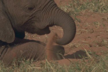 feet stomping in red ochre colored earth, truck reaching for grass, calf resting at mothers feet, rolls over in red earth.