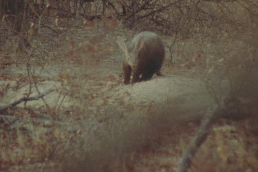 dark shot aardvark on rocky ground behind bushes