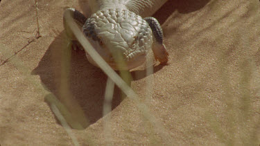 blue tongue on sand dune flicking tongue slowly move away