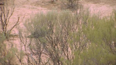 emu running through scrub