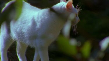 Cat walking through bush