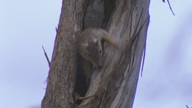 Numbat