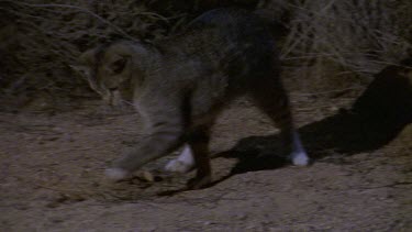 cat catching a moth