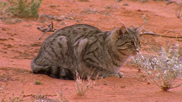 wild cat in the desert