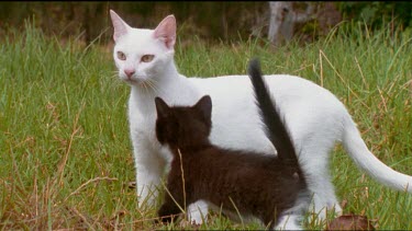 mother cat and kittens