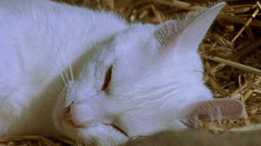 cat with kittens after birth