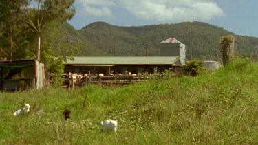 kittens and mother on farm