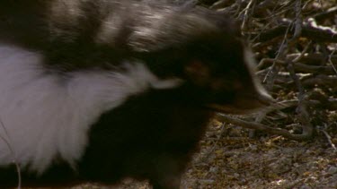 Skunk