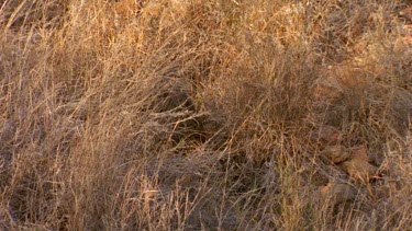 wild cat in desert