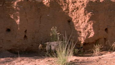wild cat hunting