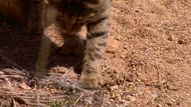 wild cat hunting lizard