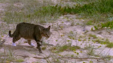 wild cat hunting