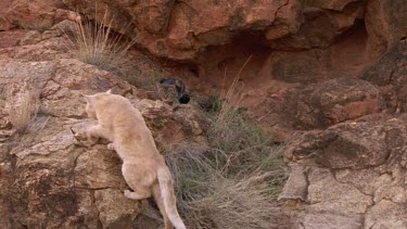 wild cats in the desert