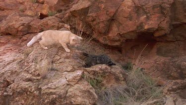 wild cats breeding