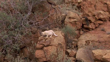 wild cats in the desert