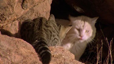 wild cats in the desert