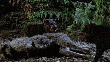 Tasmanian devil at night