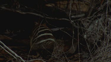 Numbat or banded anteater hiding in underbrush