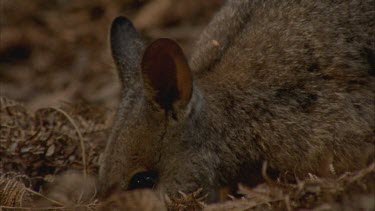 Tammar Wallaby foraging