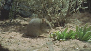 2 Plains Rat  running around base of tree stump