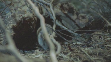 Plains Rat hiding behind branch sinffing frightened