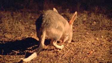 Bilby foraging for food