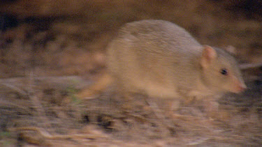 Burrowing Bettong Boodie look hops