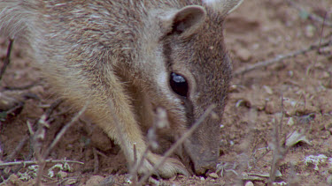 Numbat or banded anteater foraging  ants on feet