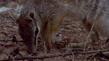 Numbat or banded anteater foraging  ants on feet
