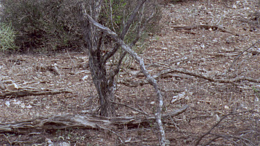 Numbat or banded anteater foraging
