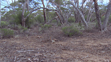 Numbat or banded anteater foraging