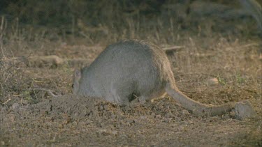 Burrowing Bettong sniffing in the dirt