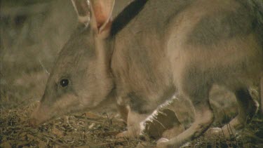 Bilby in the dirt