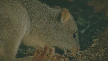 Close up of a Burrowing Bettong at night