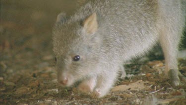 Burrowing Bettong on the ground at night