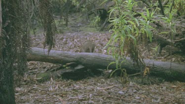 Red-Necked Pademelon in a forest