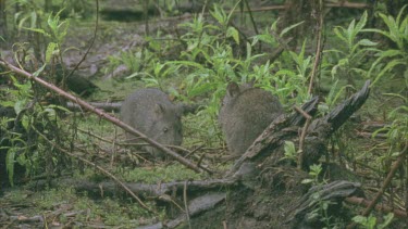 Burrowing Bettongs on the ground