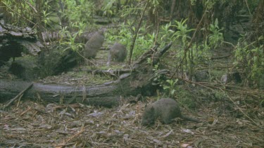 Burrowing Bettongs on the ground