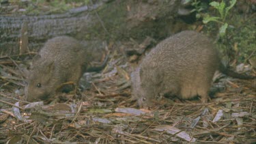 Burrowing Bettongs on the ground