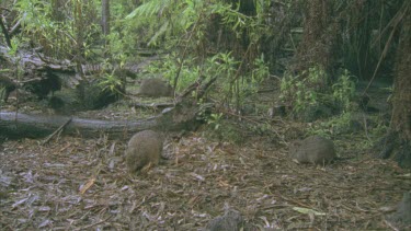 Burrowing Bettongs on the ground