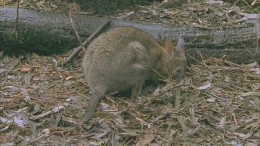 Red-Necked Pademelon on the ground