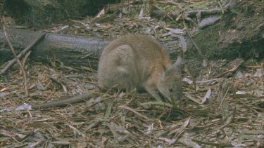 Red-Necked Pademelon on the ground