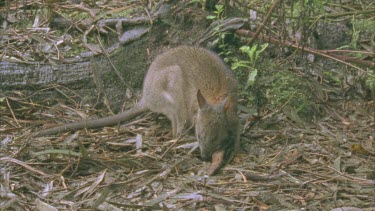 Red-Necked Pademelon on the ground