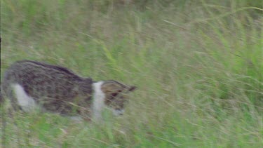 Feral Cat prowling in the grass