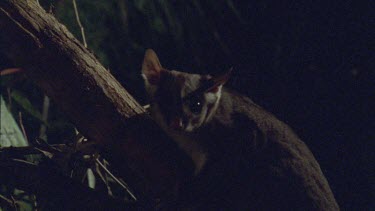 Sugar Glider on a tree branch at night