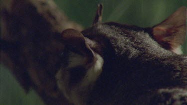 Close up of an Sugar Glider on a tree branch at night